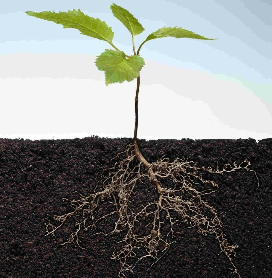 Корневая система каштана