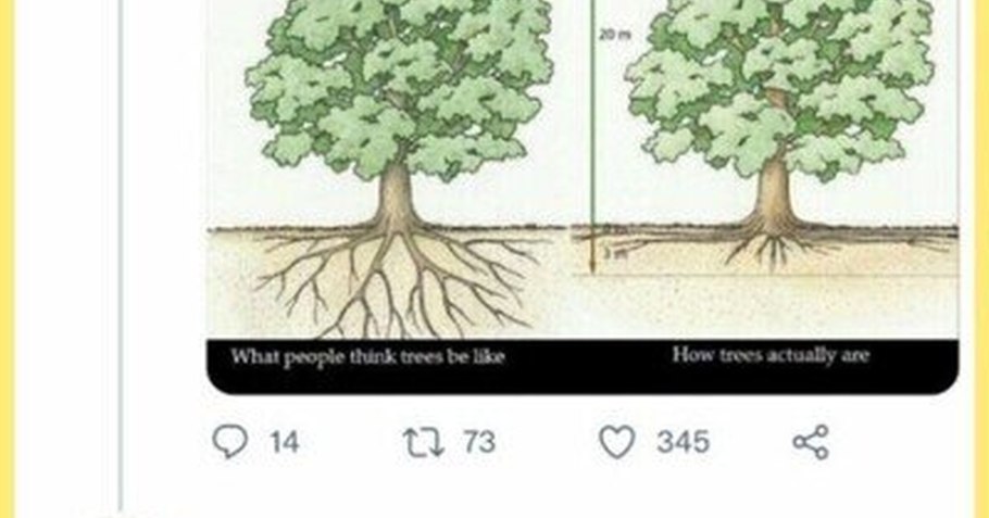 Тип корневой системы у дуба