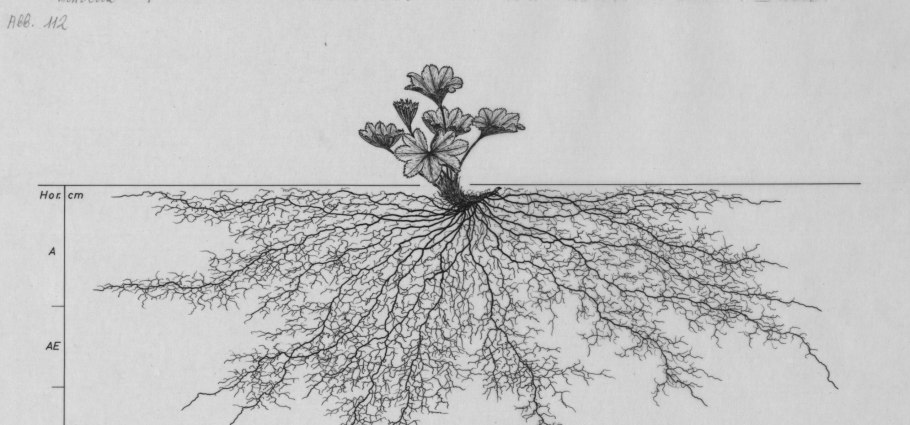 Корневая система дуба