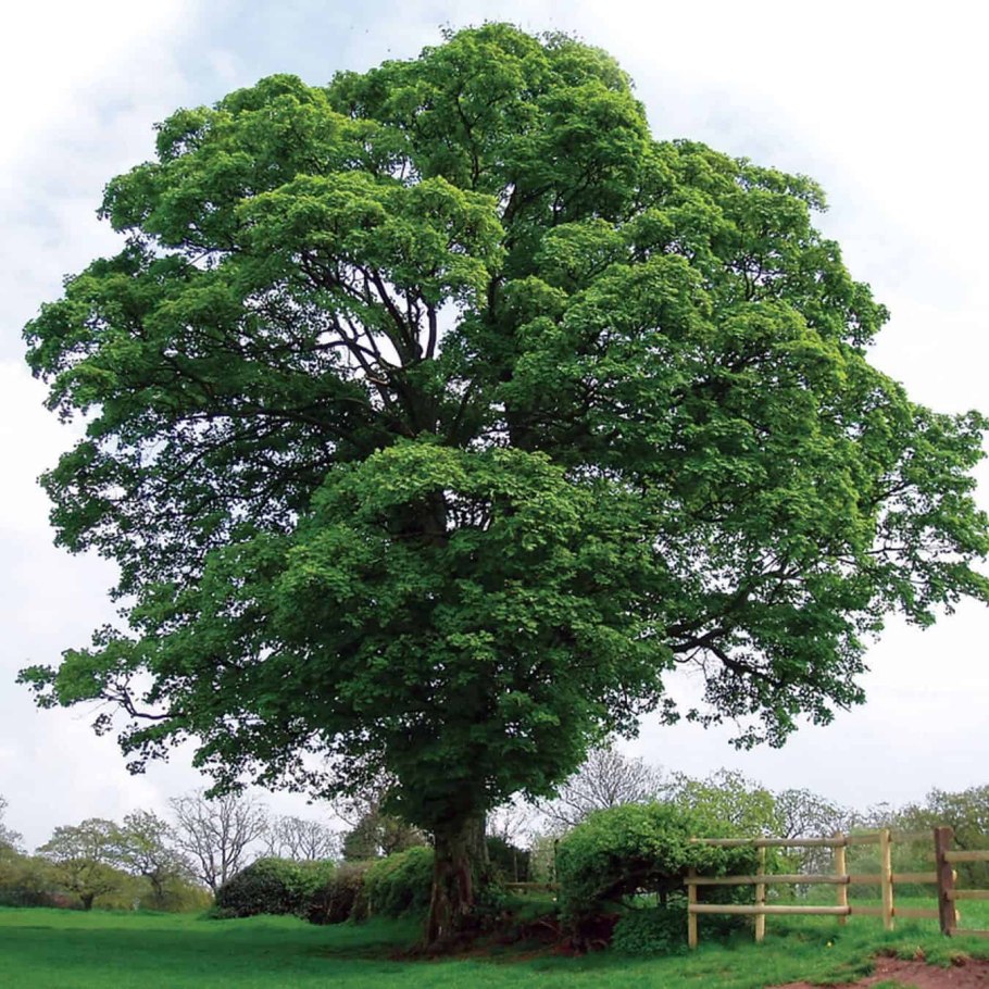 Корни растений в почве с названиями
