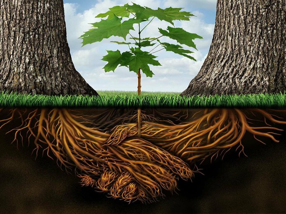 Растущее дерево с корнями