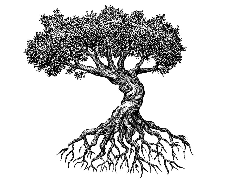 Дуб изменчивый фото