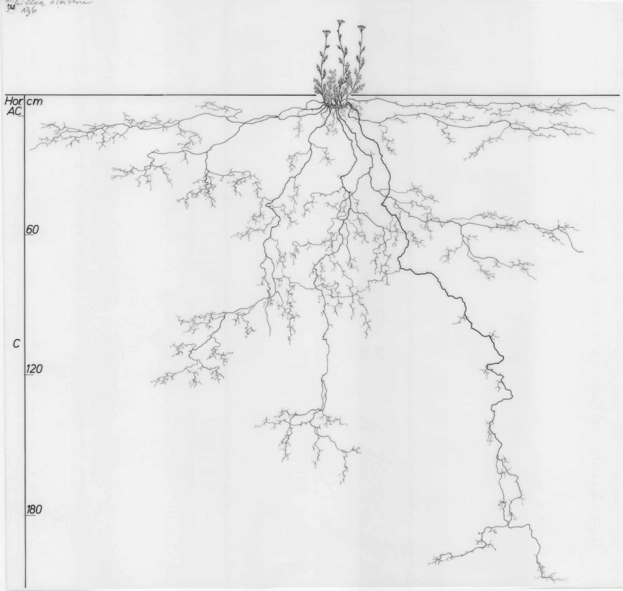 Молодые ростки с корнями