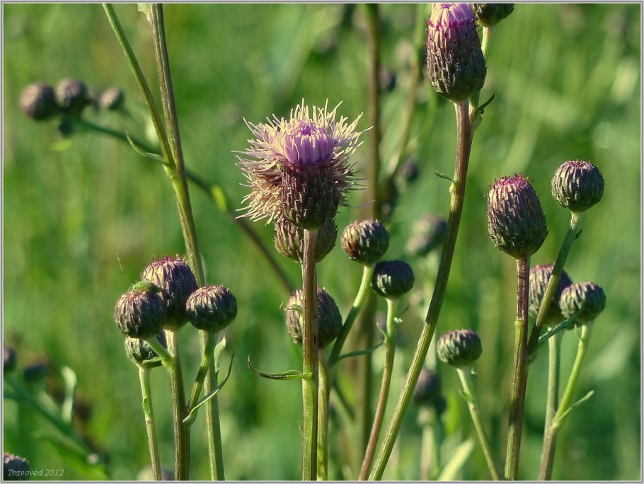 Бодяк полевой (Cirsium arvense)