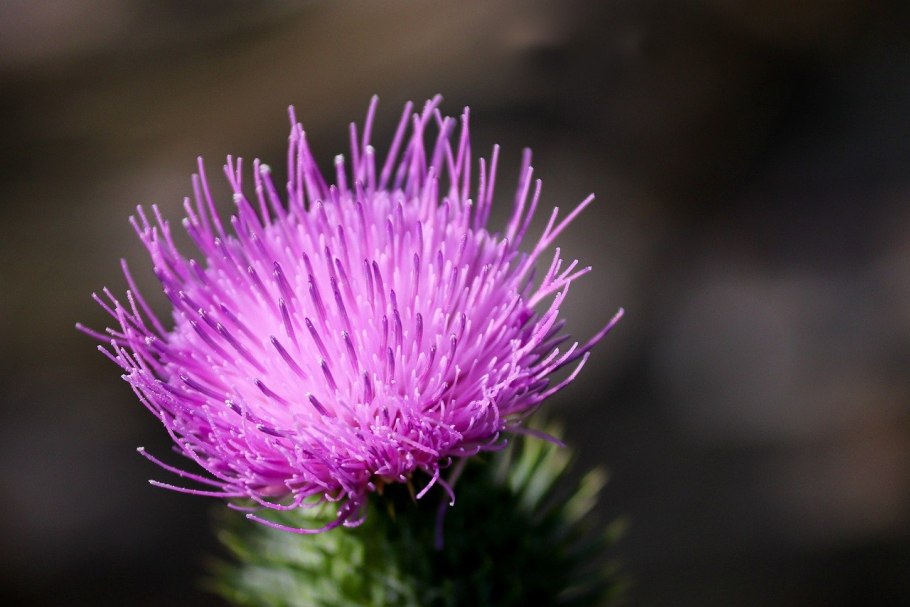 Бодяк полевой (Cirsium arvense)