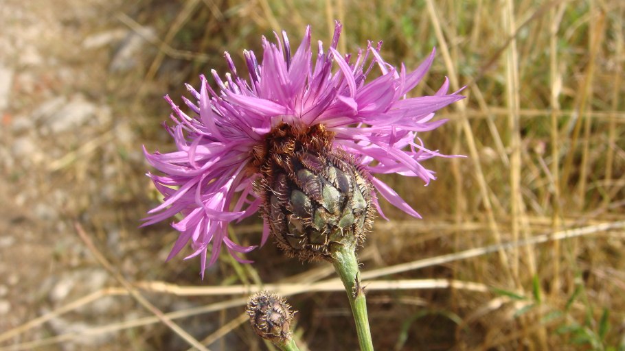 Осот розовый Бодяк полевой