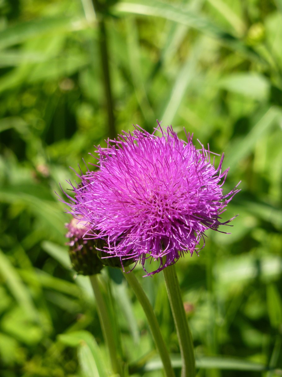 Бодяк обыкновенный (Cirsium vulgare)