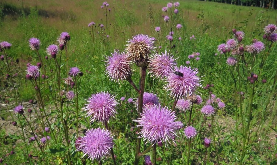 Бодяк полевой (Cirsium arvense)