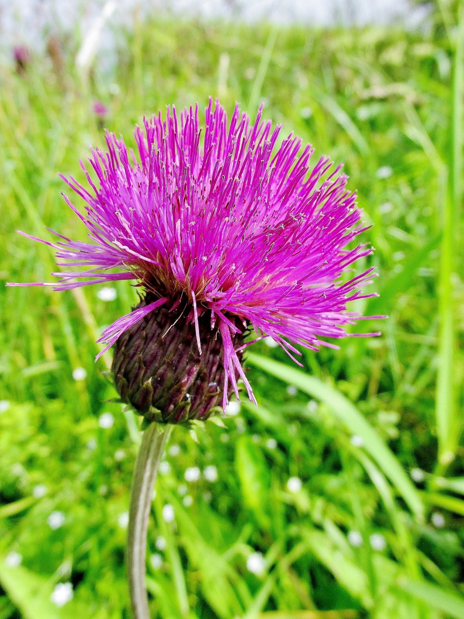 Бодяк полевой (осот)