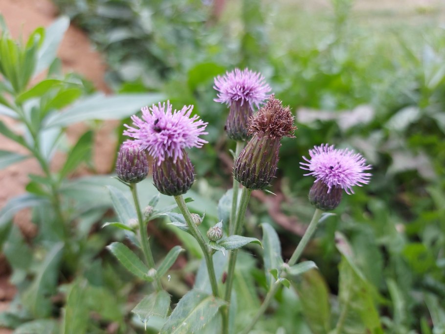 Бодяк обыкновенный (Cirsium vulgare)
