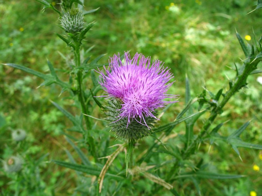 Чертополох Склерофит