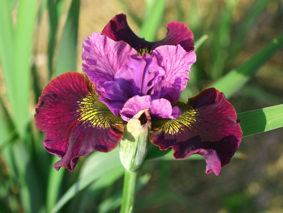 Ирис Сибирский (Iris sibirica Black Joker