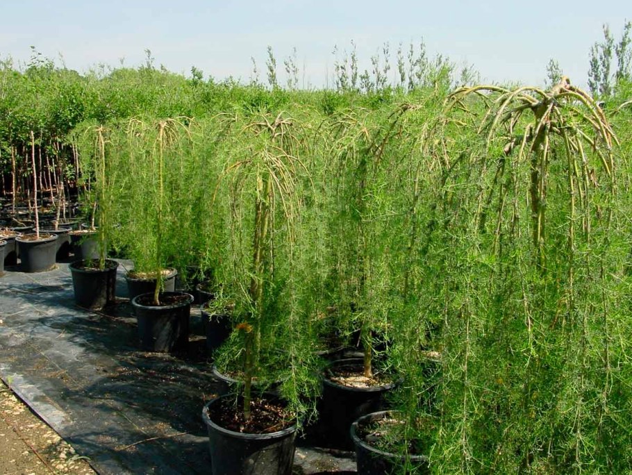 Карагана Пендула