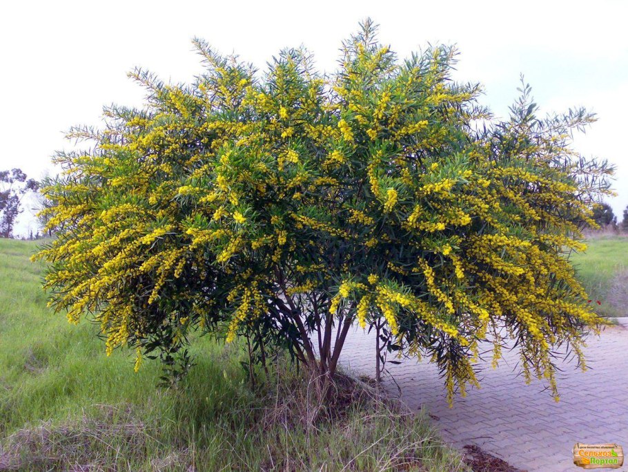 Карагана древовидная Лорберги