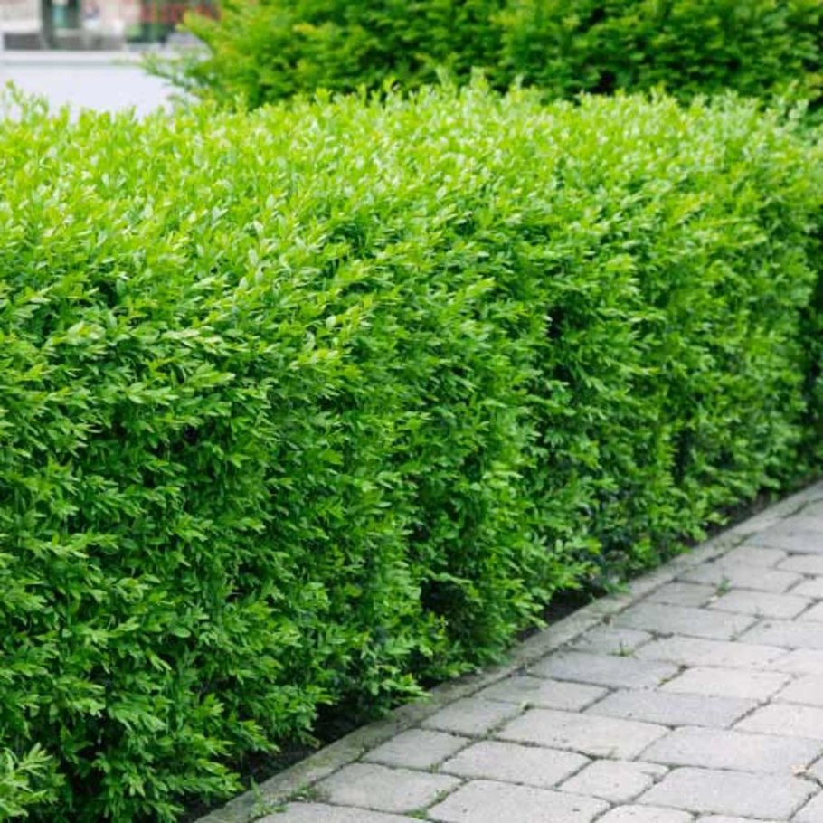 Карагана Живая изгородь