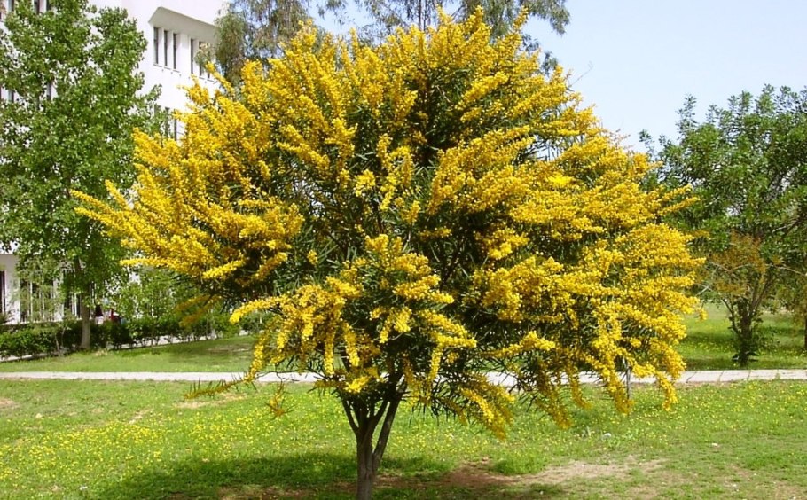 Акация древовидная (Сaragana arborescens)