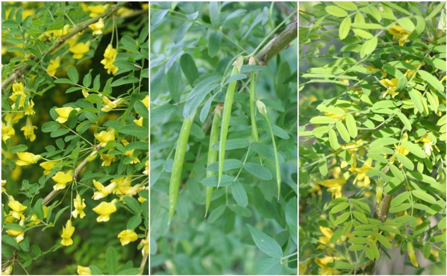 Карагана игольчатая