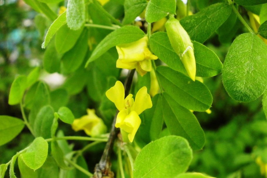 Карагана мелколистная (Caragana microphylla)