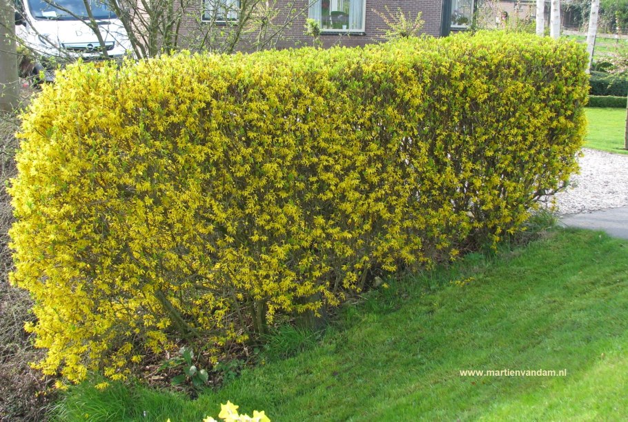 Кустарниковая Карагана изгородь