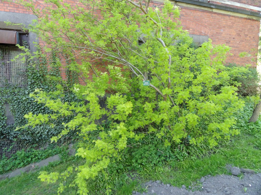 Карагана подстрижен