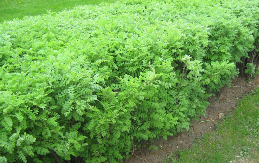 Акация Карагана Живая изгородь