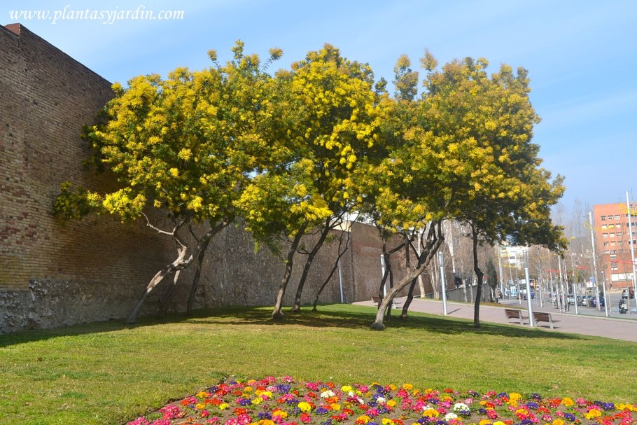 Карагана дерево