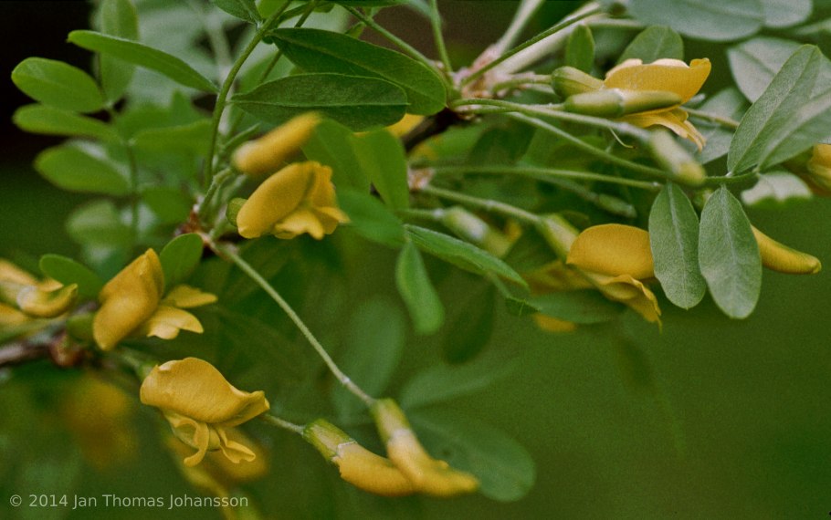 Карагана древовидная завязь