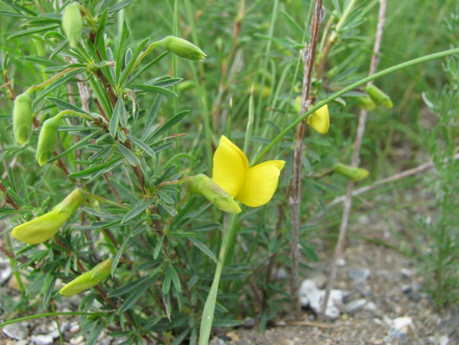 Карагана узколистная