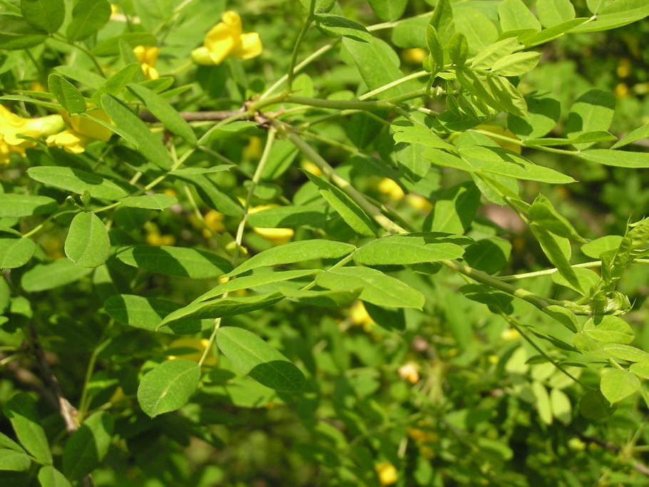 Акация Умбракулифера