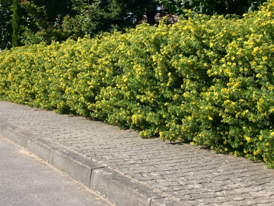 Лапчатка кустарниковая Живая изгородь