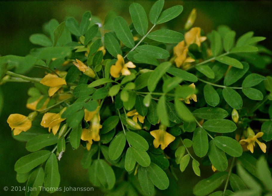 Карагана — желтая Акация) лист