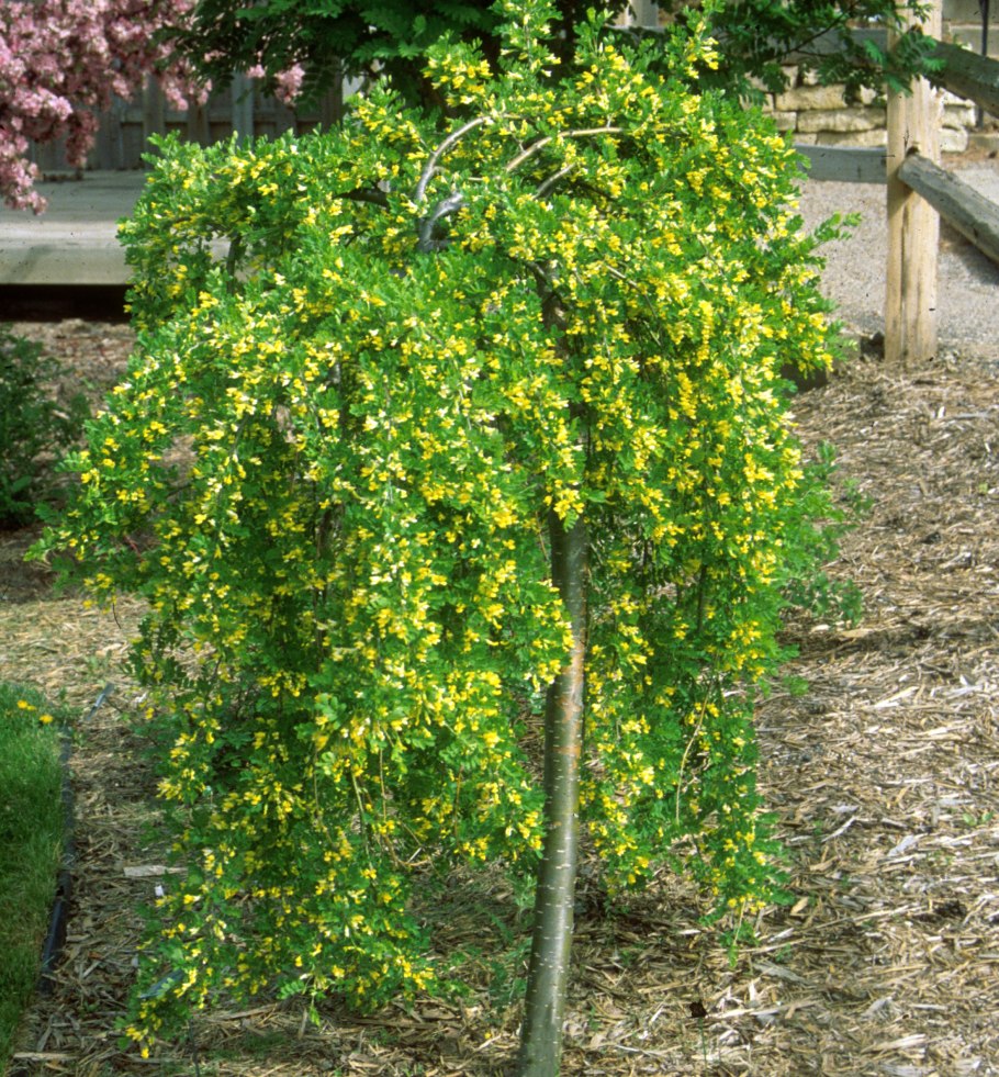 Карагана Чилига