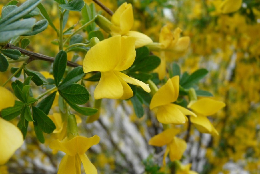 Карагана древовидная (Caragana arborescens) с3 60-80
