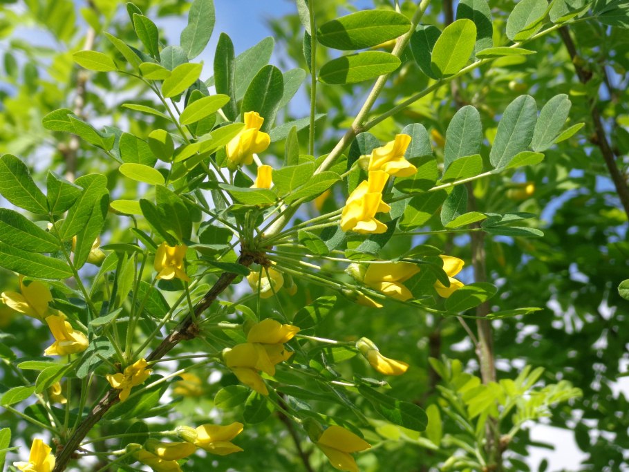 Карагана кустарниковая Родина