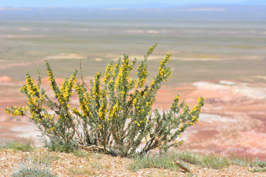 Карагана мелколистная (Caragana microphylla)