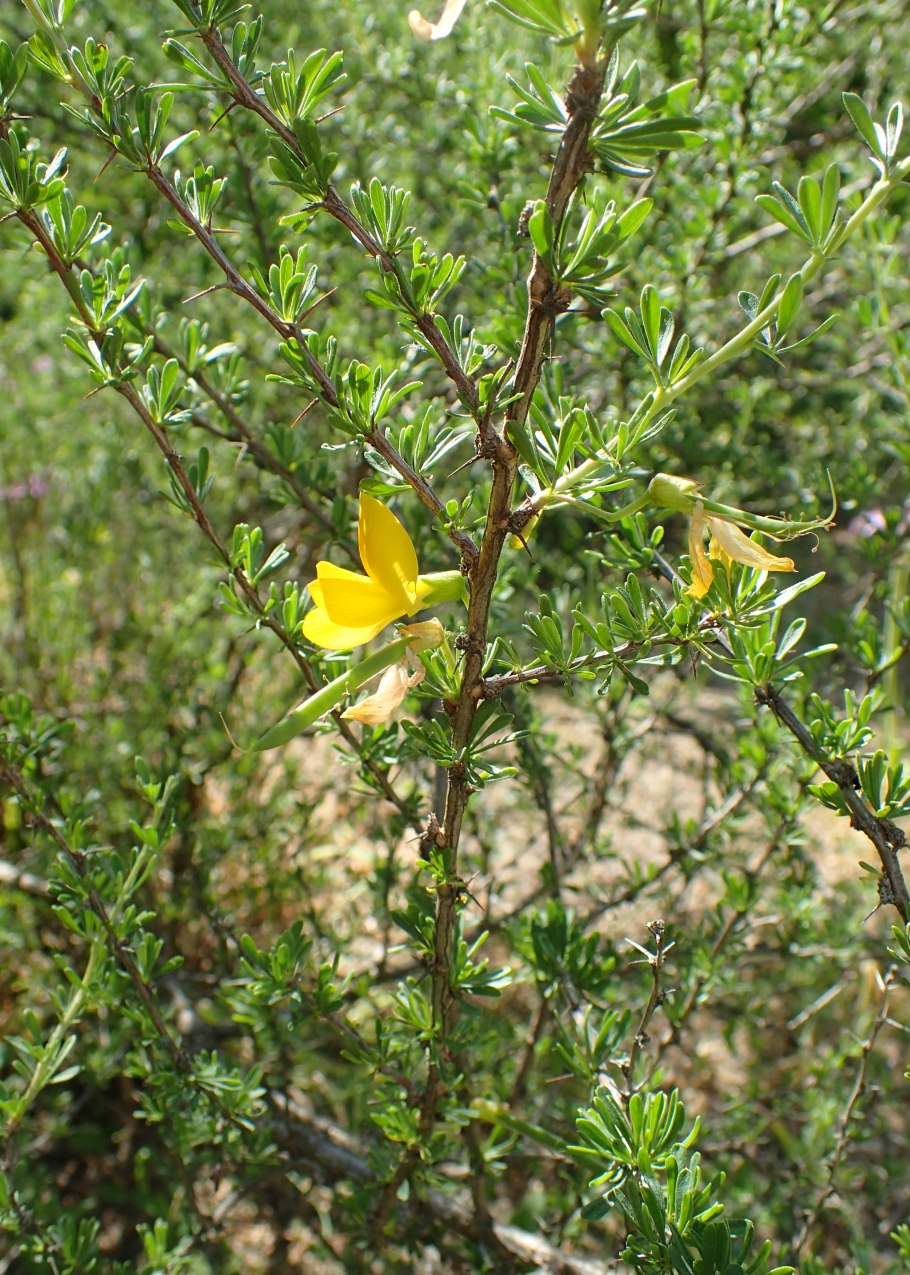 Карагана кустарниковая зимой