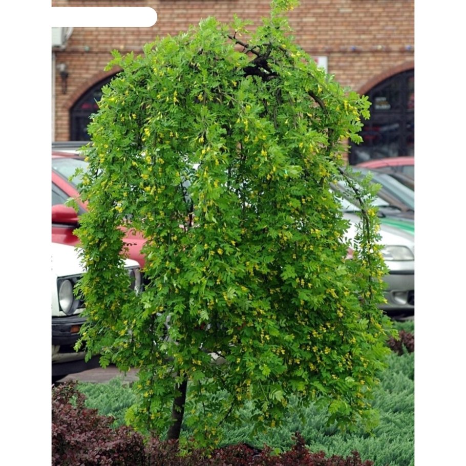 Ива Карагана древовидная Пендула