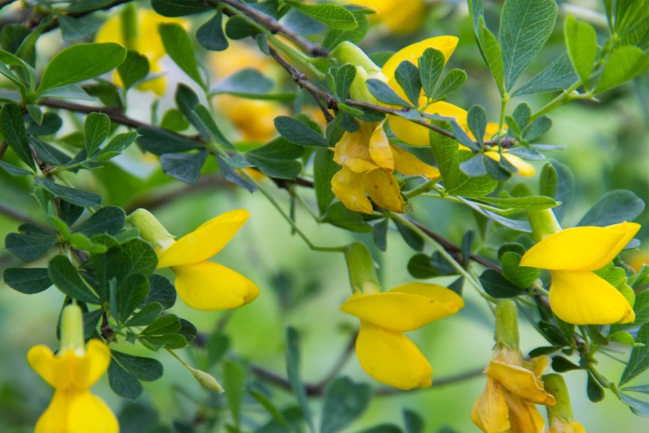 Карагана Уссурийская