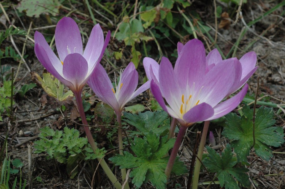 Безвременник Лесной