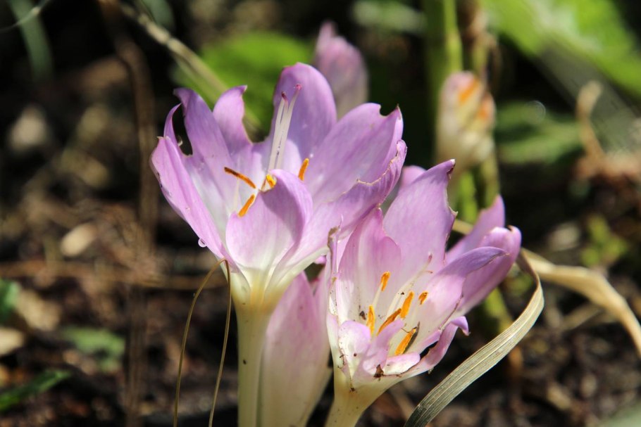 Безвременник веселый на горах Северного Кавказа
