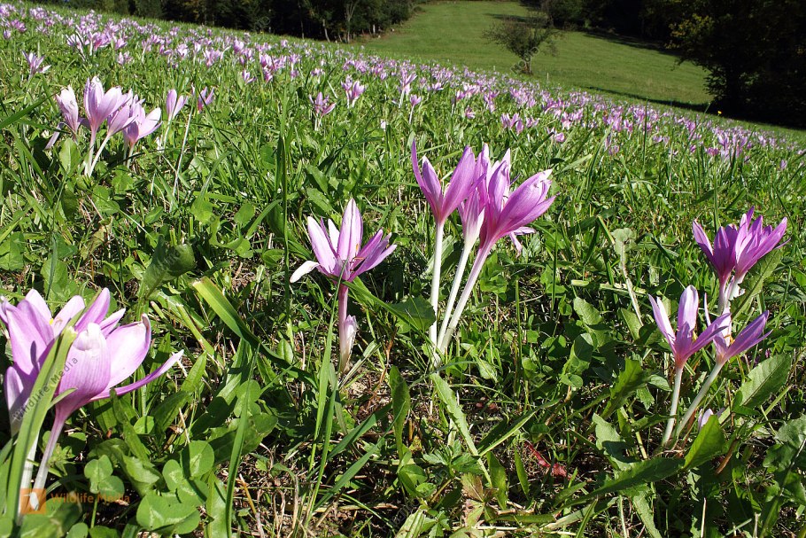 Безвременник Византийский фото