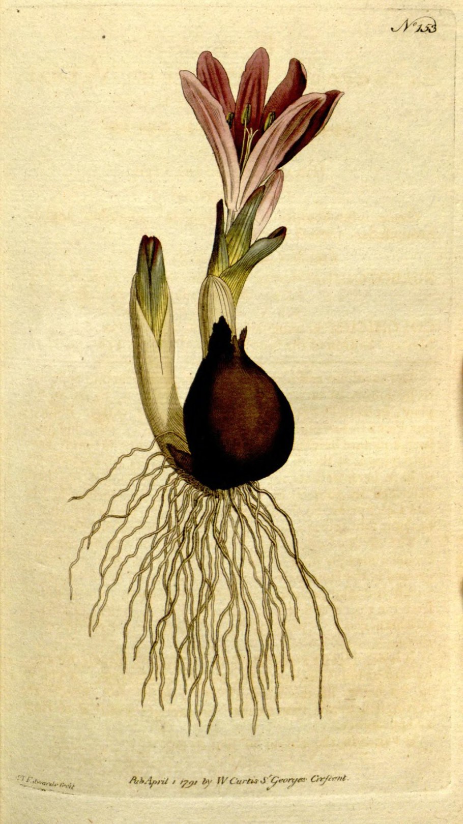 Безвременник клубнелуковицы