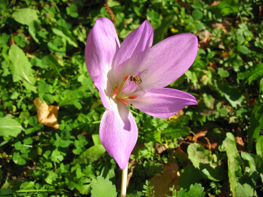 Безвременник яркий Colchicum laetum