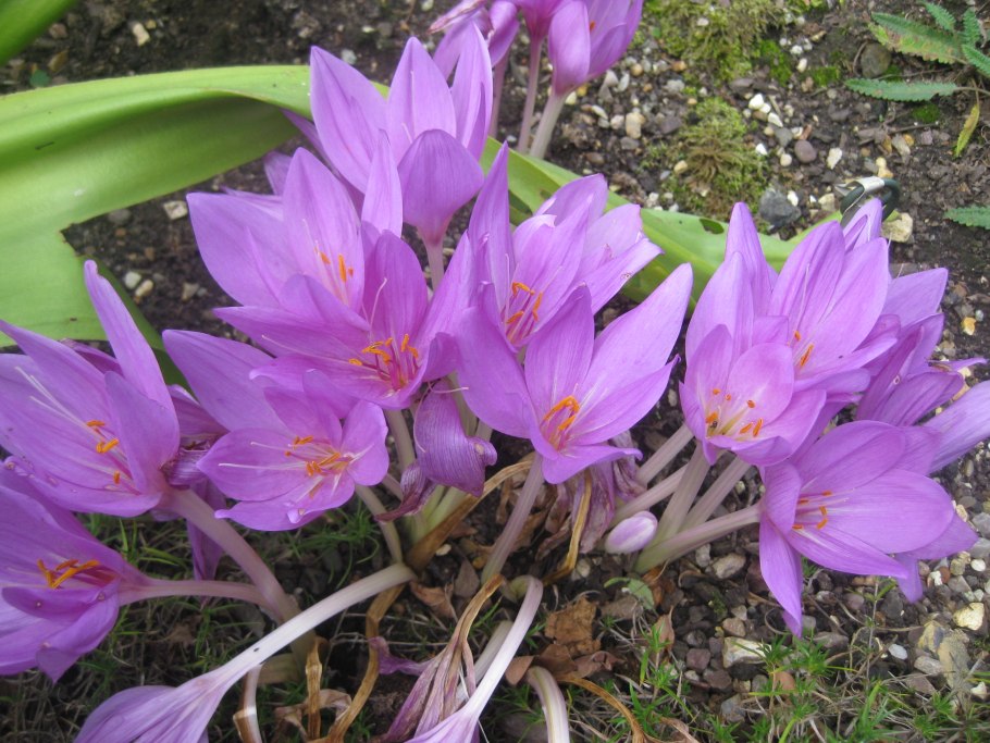 Цветок и плод лилейных