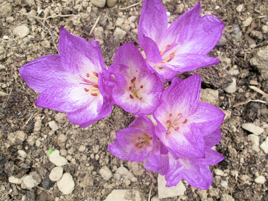 Безвременник клубнелуковицы