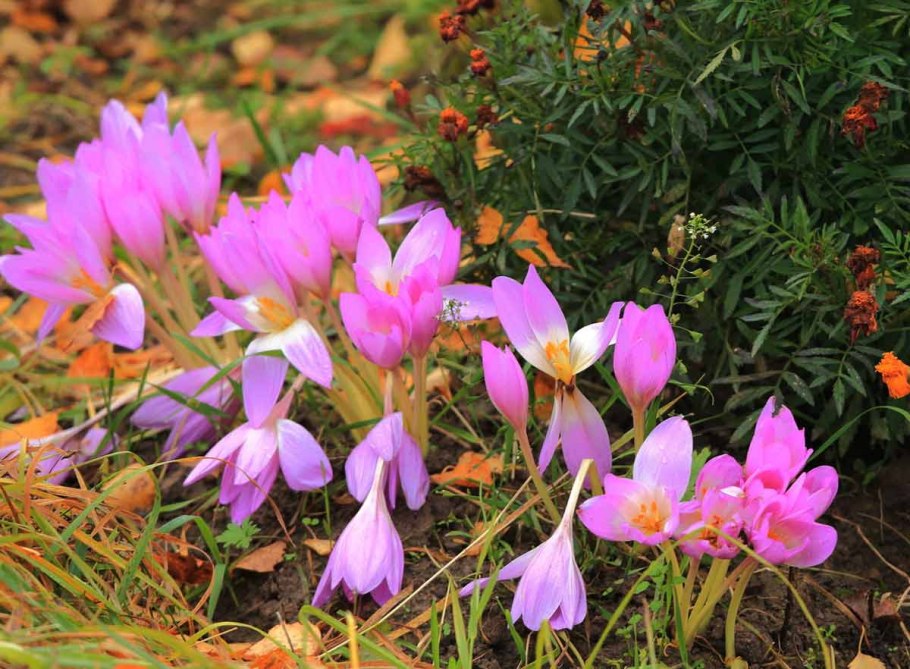 Colchicum umbrosum