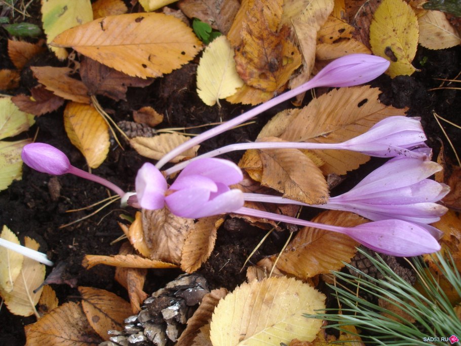 Как сделать безвременник из природного материала и пластилина