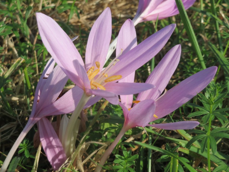 Безвременник венгерский Colchicum Hungaricum Valentine