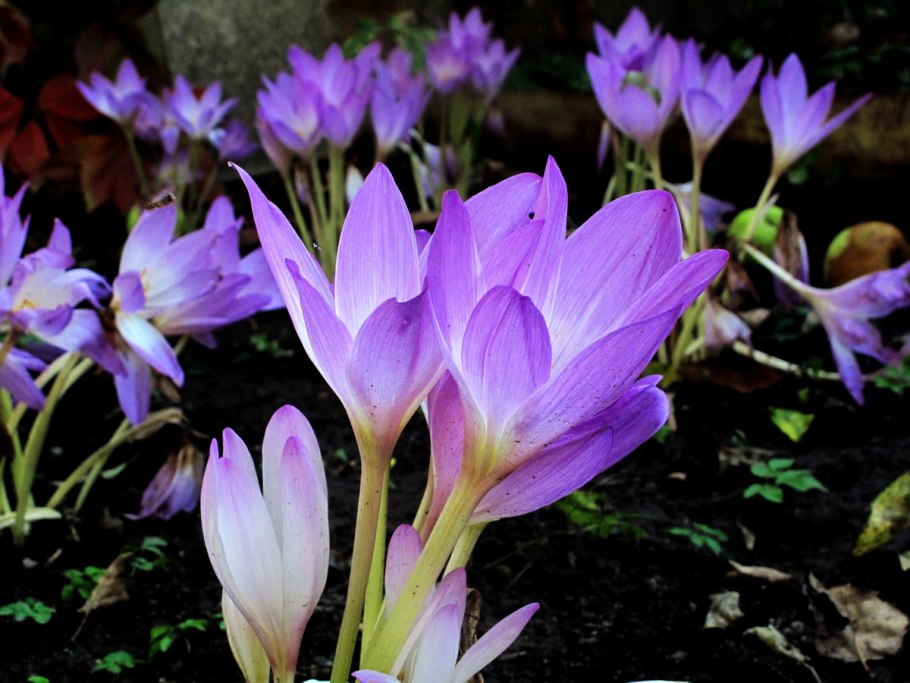 Colchicum pusillum