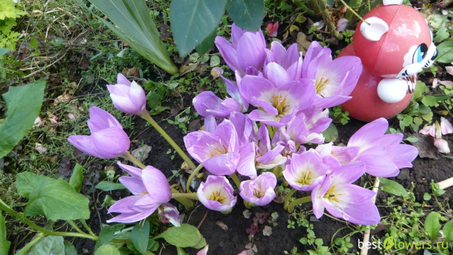 Безвременник осенний Colchicum autumnale